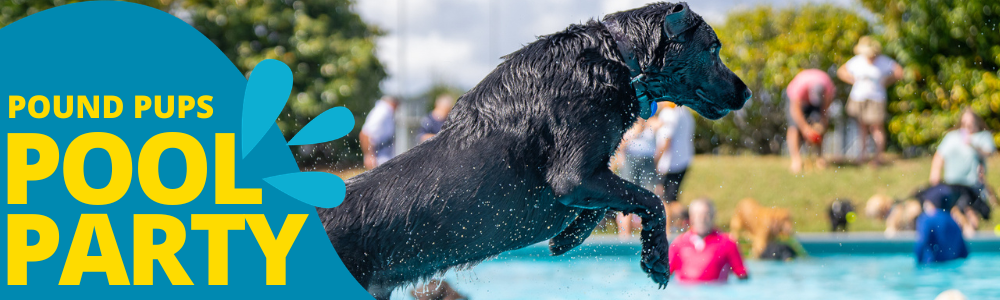A wet black dog leaps joyfully into a pool, surrounded by people and dogs. Bright "Pound Pups Pool Party" text with blue and yellow colors on the left.